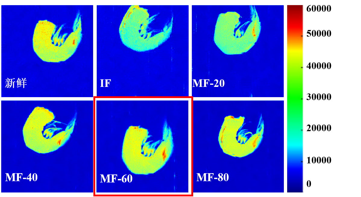 “开云足球杯”江南大学优秀案例解析|低场核磁共振分析用于磁场辅助冷冻对虾仁水分迁移的调控研究